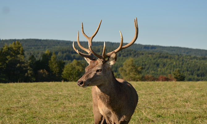 Junge Hirsch